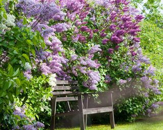 lilacs behind wooden bench
