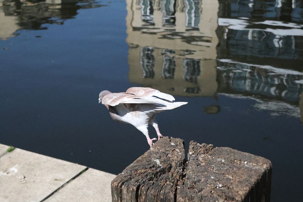 A photo taken on a Canon PowerShot V1 compact vlogging camera