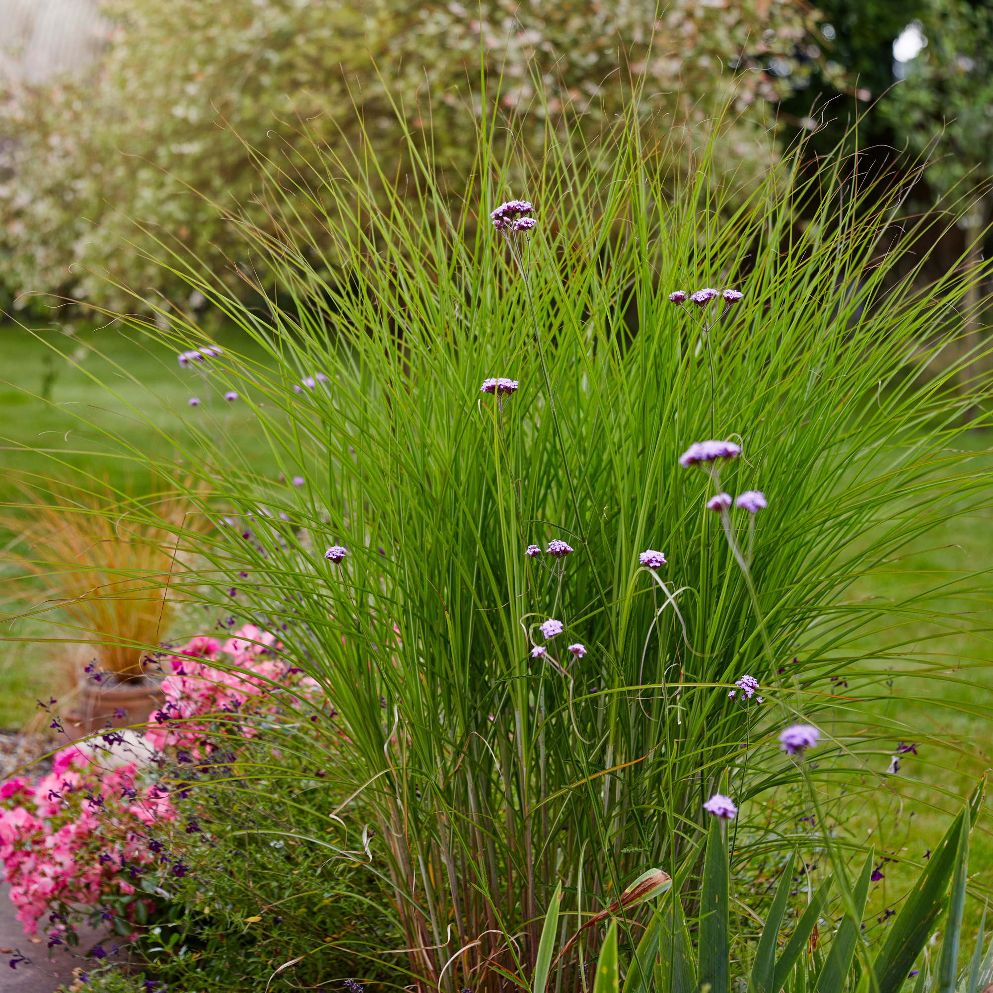 garden grasses and a verbena plant