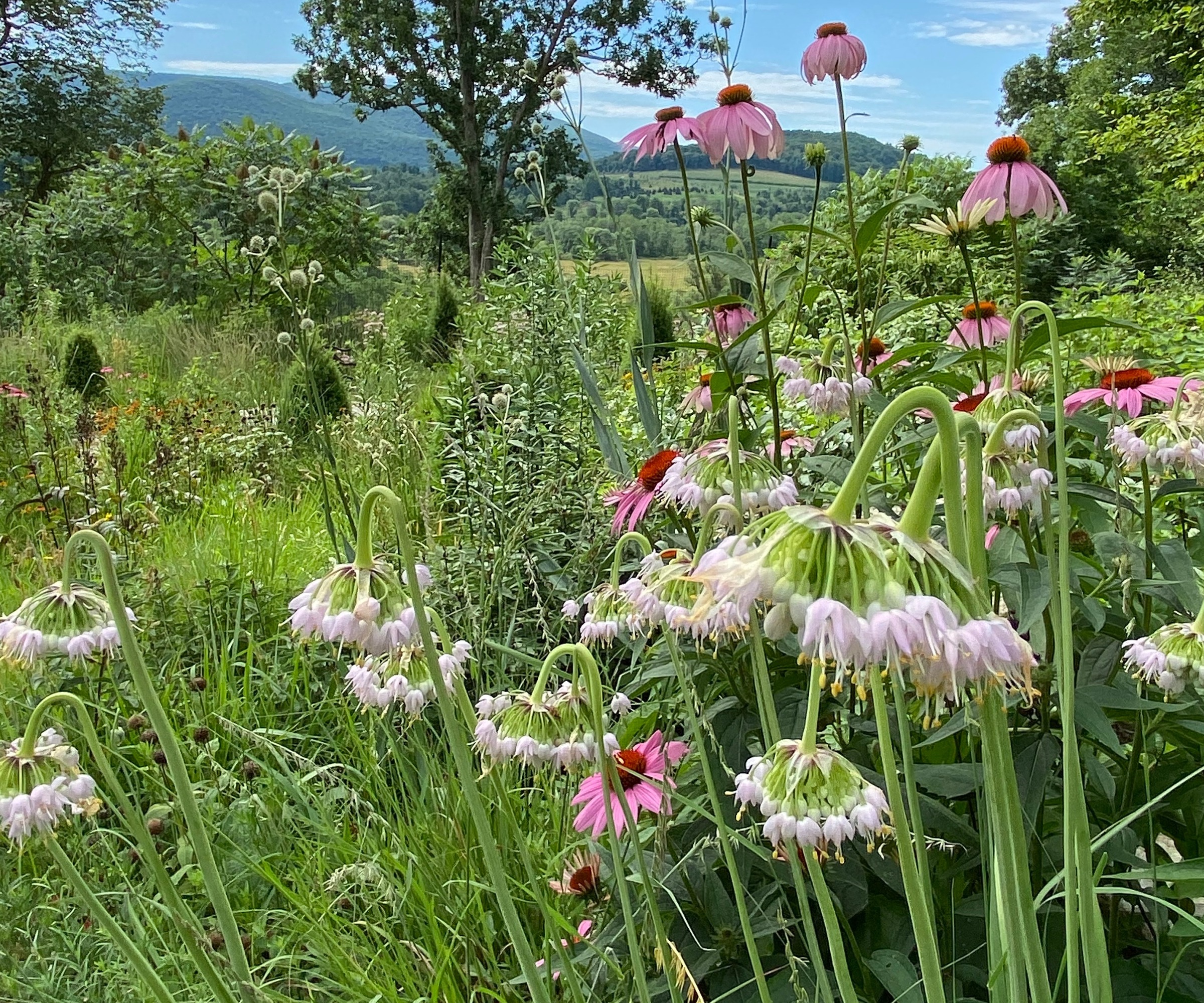 garden with grasses, umbels, tall stems and 'see-through' planting
