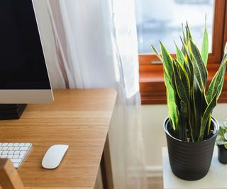 Home office with snake plant