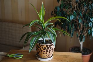 A potted dracaena fragrans corn plant in a living room