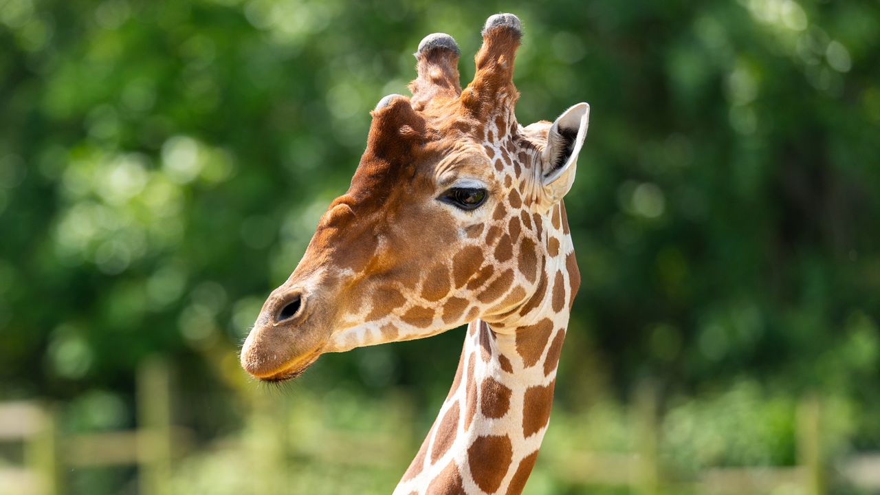 giraffe looking to the side