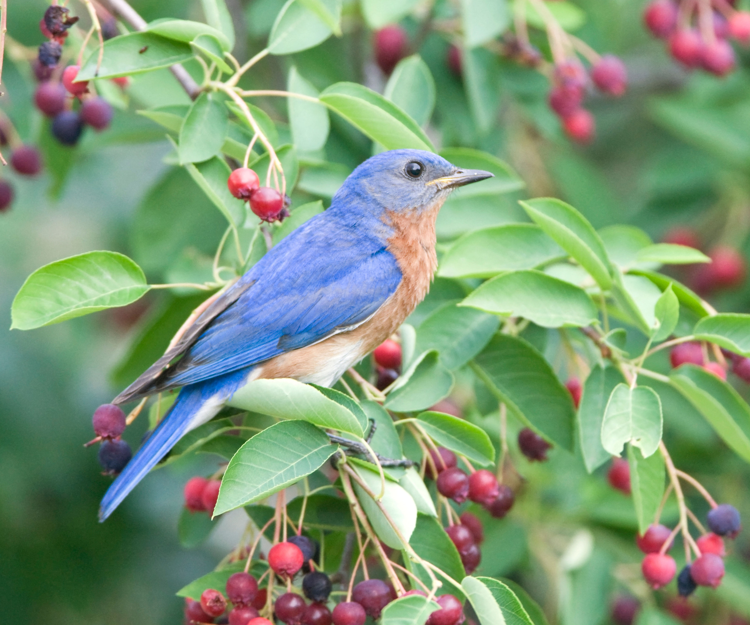 Eastern Bluebird perched in Serviceberry