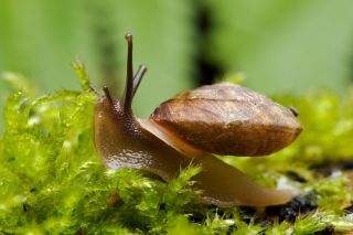 Lapidary snail