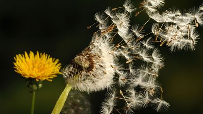 dandelion seeds blowing in the wind