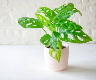 Small monstera plant in white pot