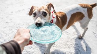 A terrier dog refusing to give back a frisbee