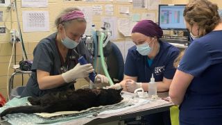 Buddy the cat in surgery after the attack