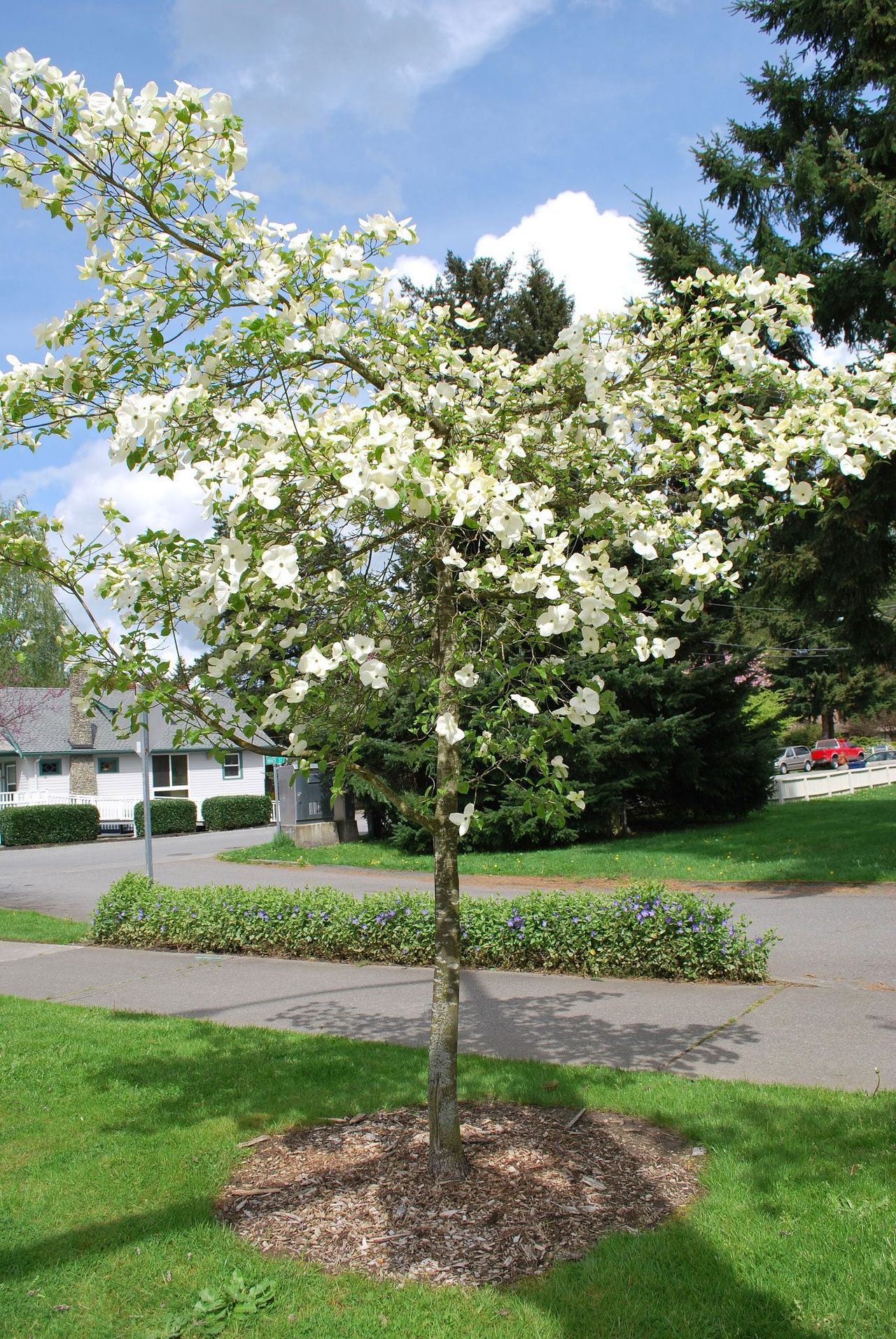 Single White Flowered Dogwood Tree