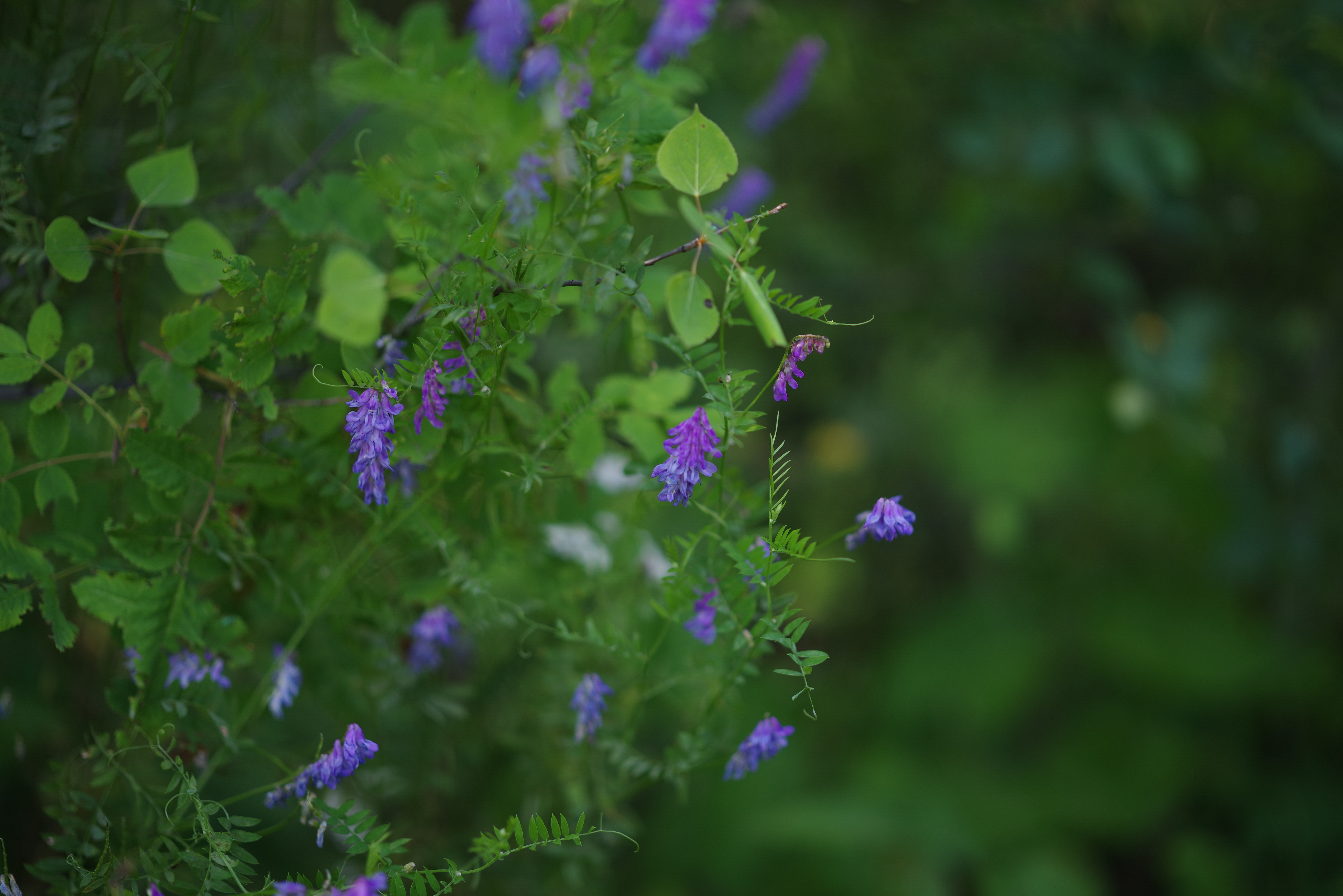 A portrait taken with the Pentax 85mm f/1.4 lens