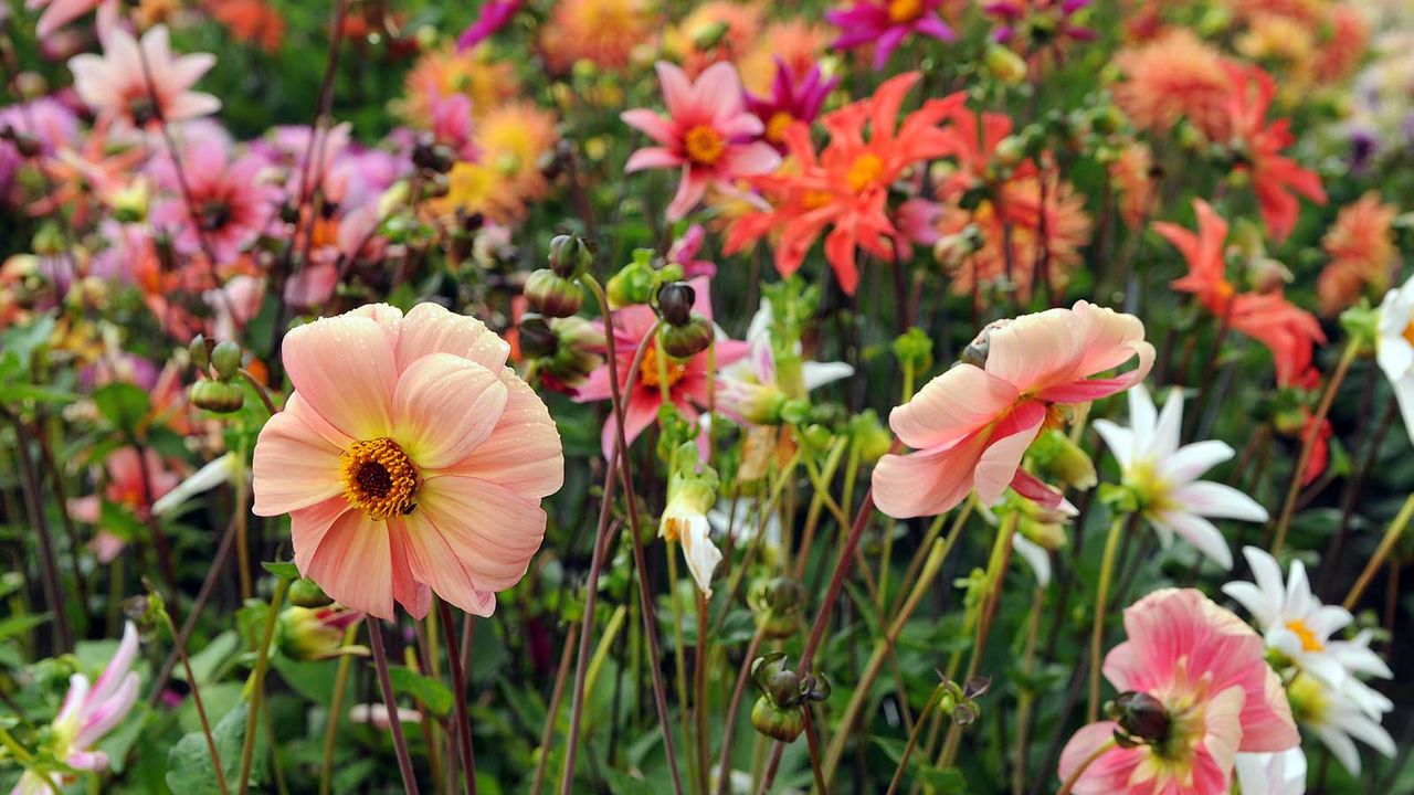 mixed dahlias in flower