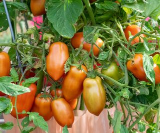 Tomatoes growing on a determinate tomato plant
