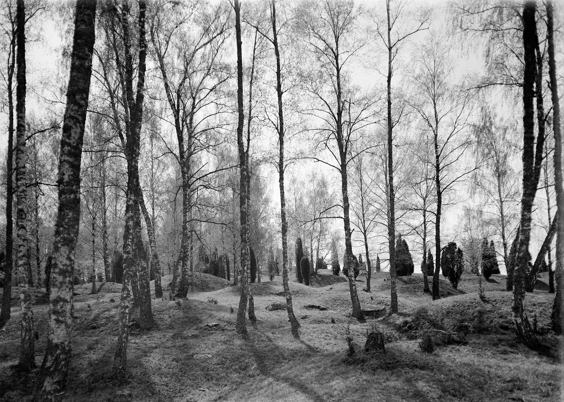 A Viking Age grave field at Birka archaeological site, offering a glimpse into ancient burial traditions