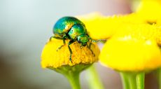 tansy beetle