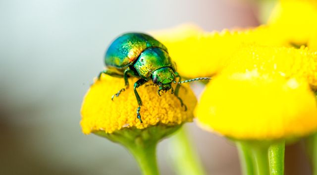 tansy beetle