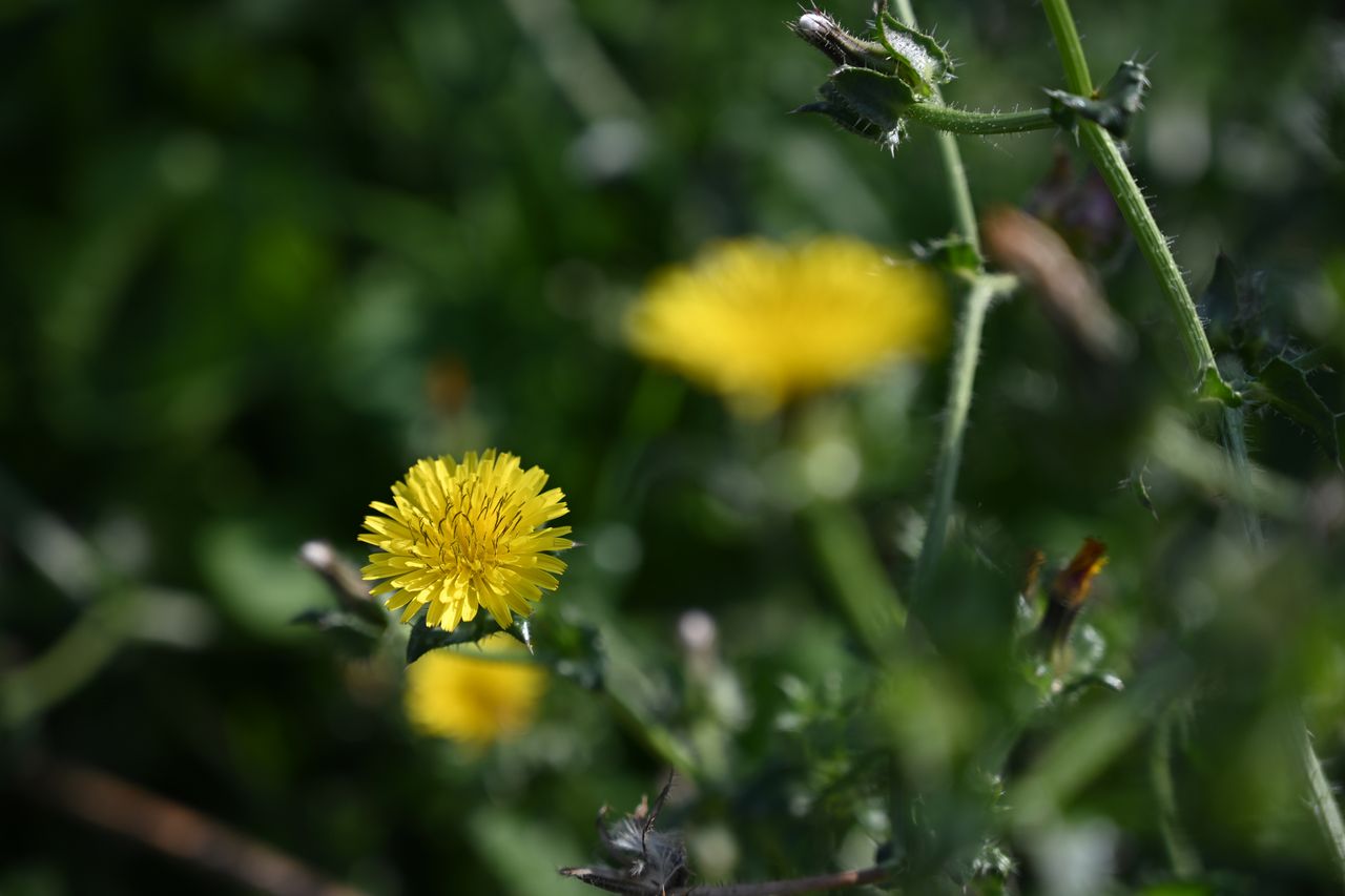 Nikon Z 24-70mm f/4 S