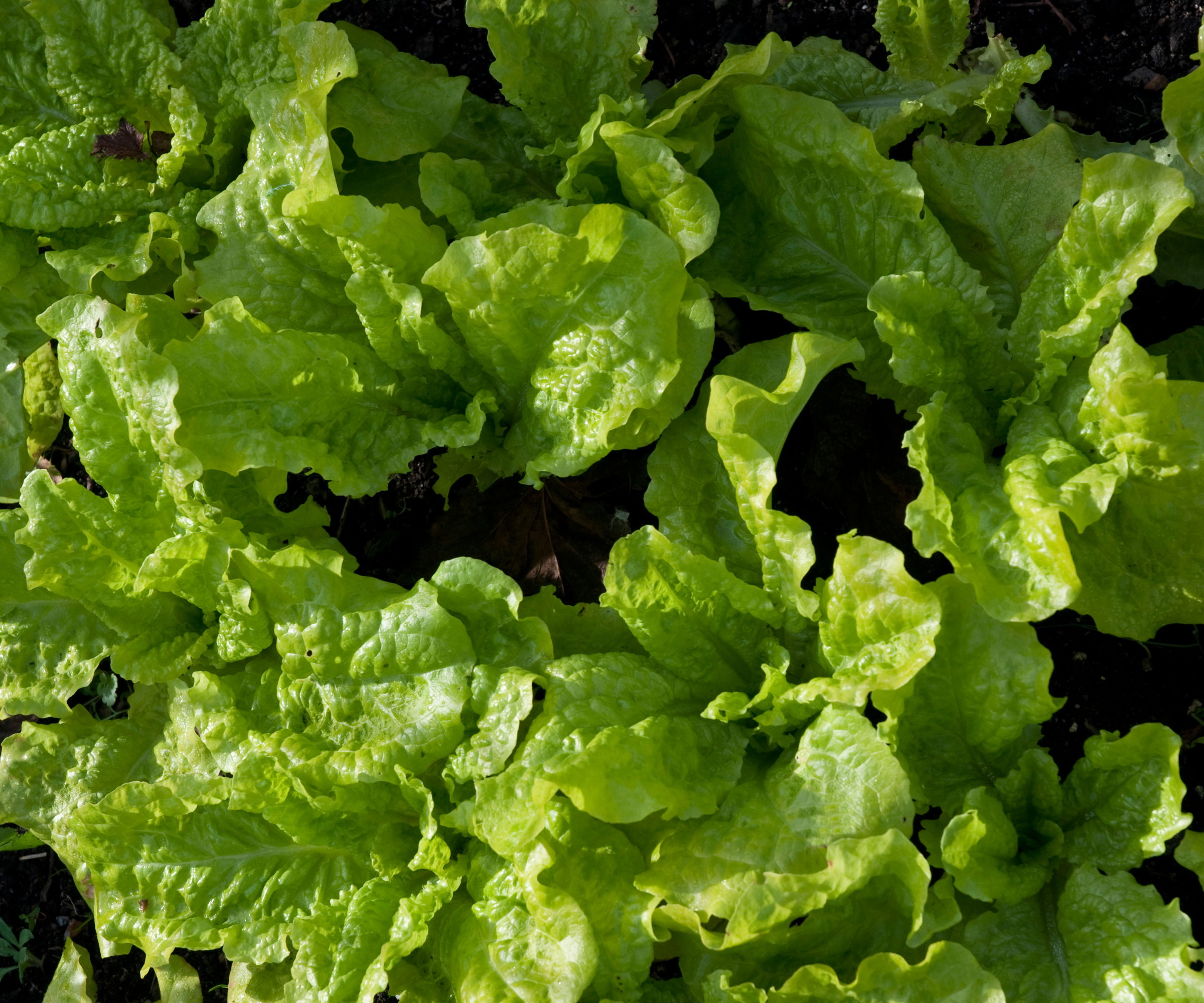 Black Seeded Simpson Lettuce plants