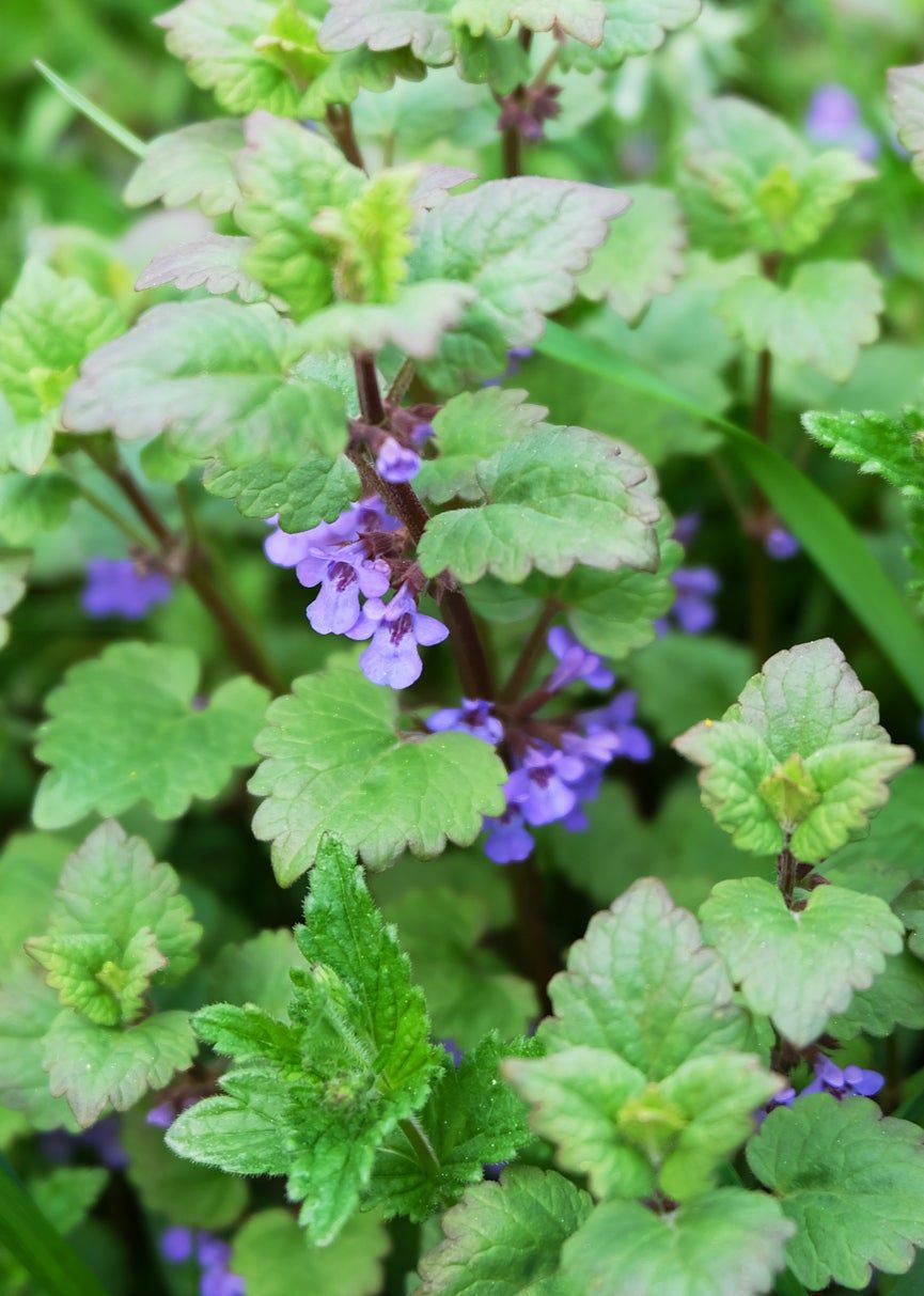 Catnip Pruning Guide – Learn How To Prune Catnip Plants | Gardening ...