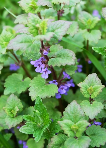 Catnip Plant With Tiny Purple Flowers