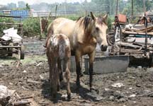 Soweto-mare-foal.JPG