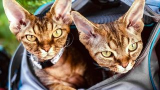 Two cats in a backpack