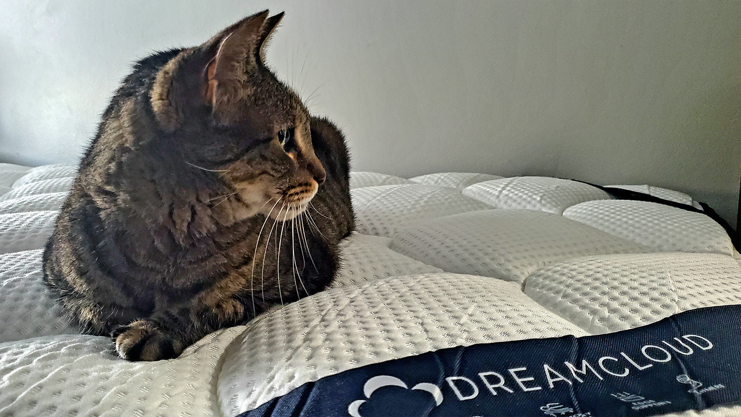 Innerspring vs pocket coil mattresses: image shows a grey tabby cat sitting on the DreamCloud Mattress at our tester's home