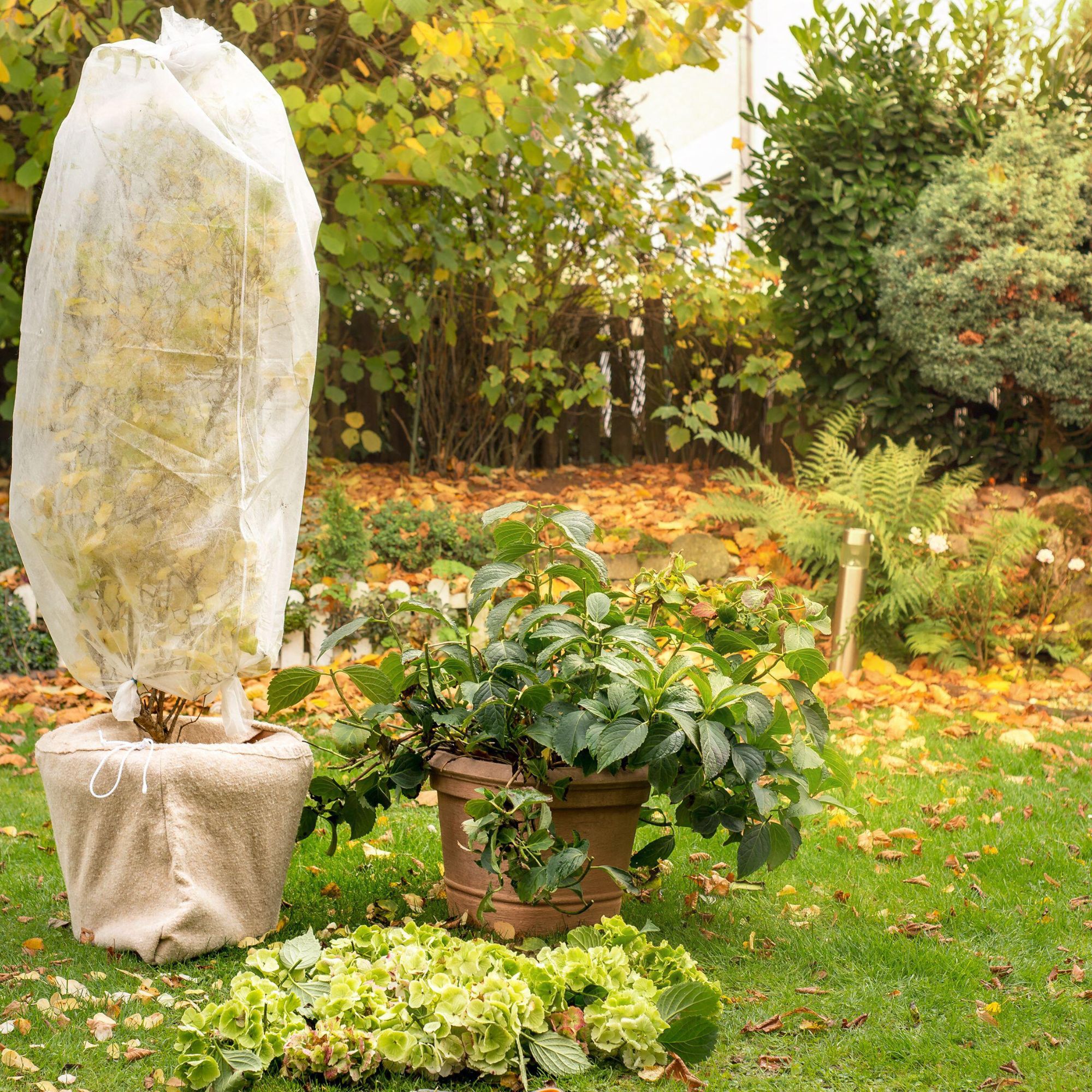 hydrangea with fleece