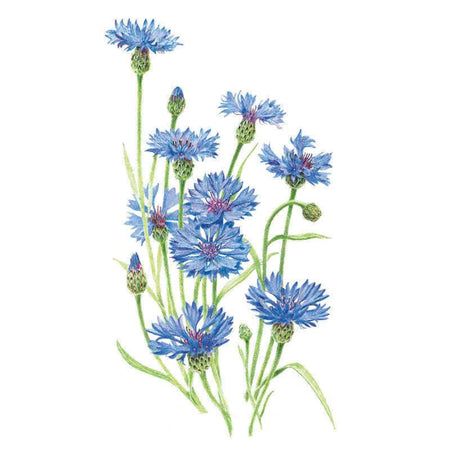 'Blue Boy' Cornflower Seeds