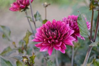 how to grow chrysanthemums: take care in winter
