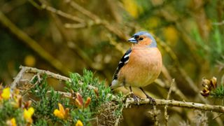 Chaffinch