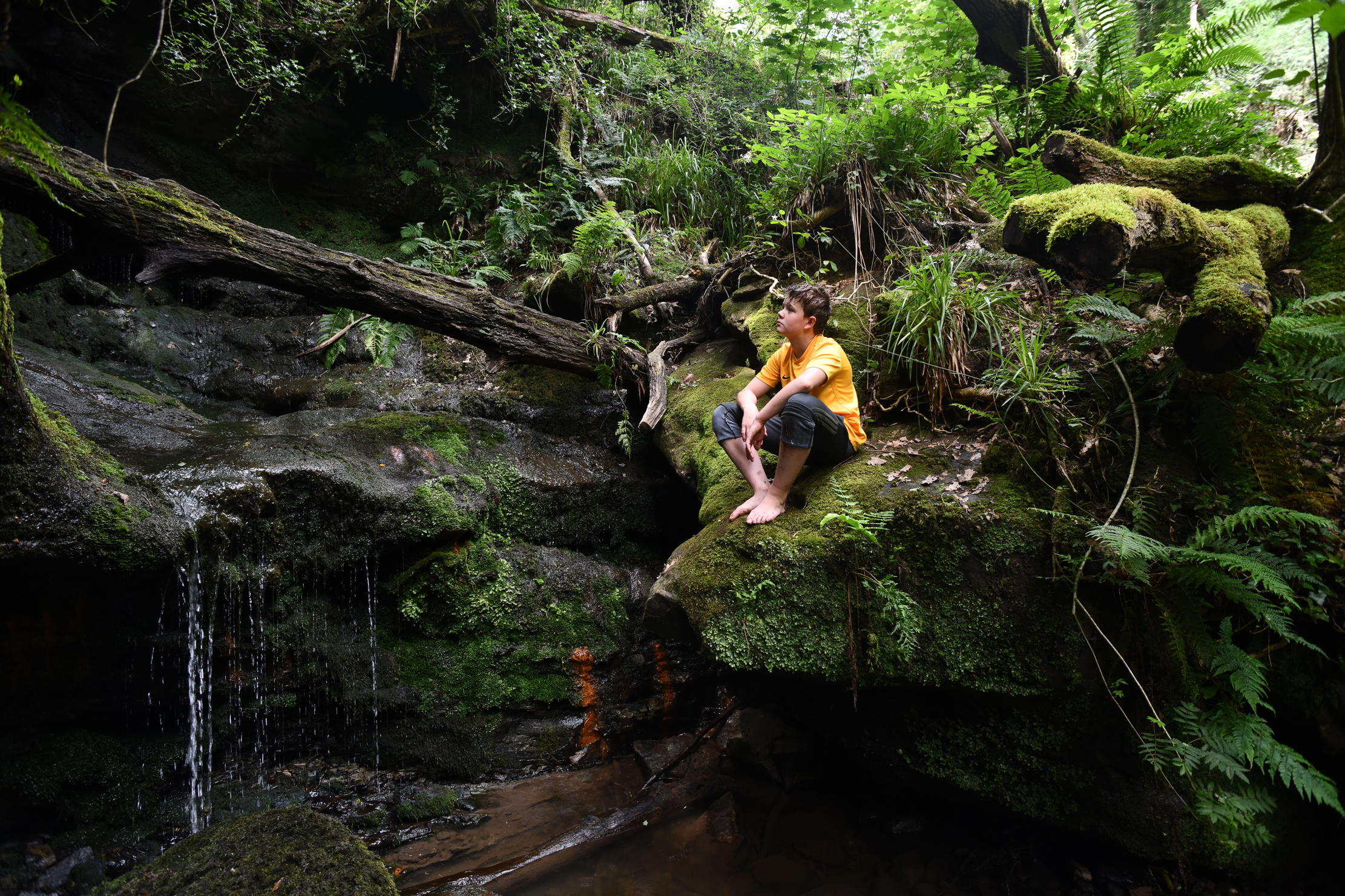 A child gazes in some woodland