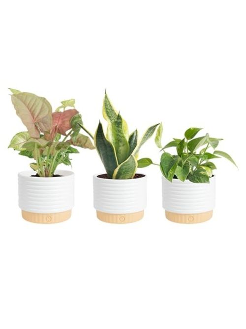 Live Indoor House Plants (3-Pack) 