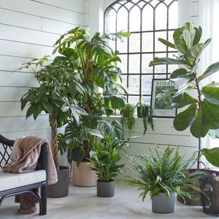 houseplant in a white living room, arched window, large and small plants in pots