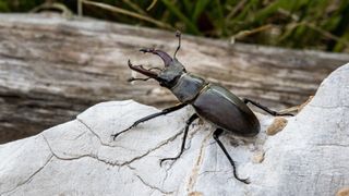 Black Stag beetle