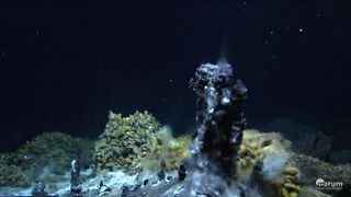 Black smoker hydrothermal vent life