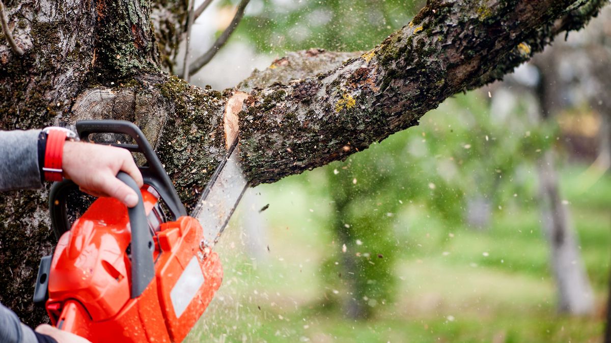 Person using a red chainsaw to cut through a tree with sparks flying off.