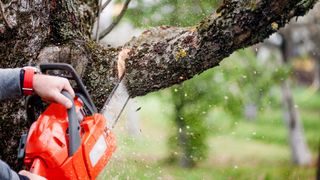 Person using a red chainsaw to cut through a tree with sparks flying off.