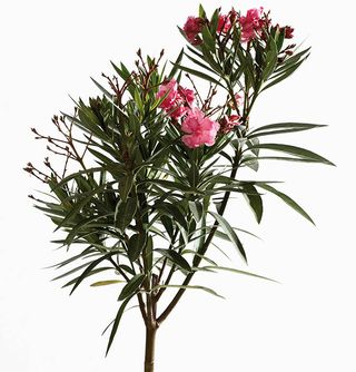 Oleander (aka Nerium oleander)