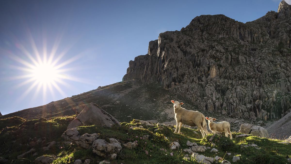 what is Merino wool: sheep on a mountain