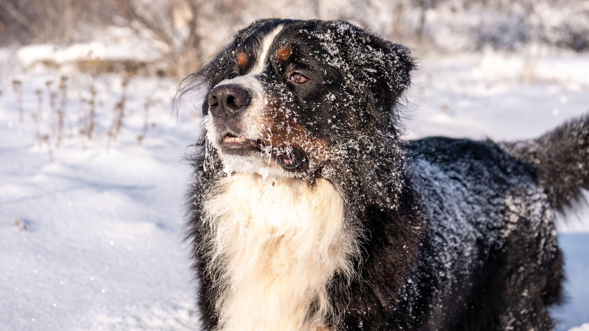 Bernese Mountain Dog