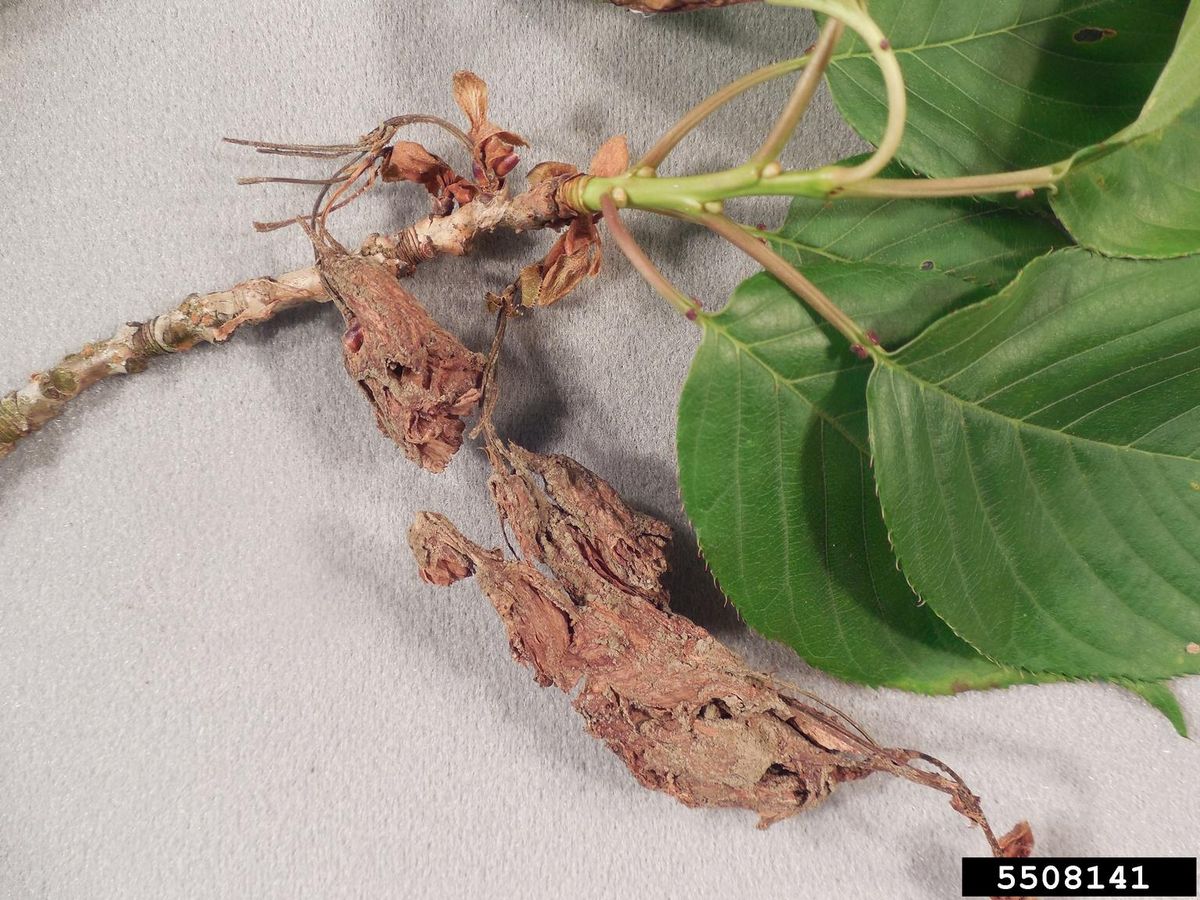 Twig Blight: Identify, Prevent and Treat it