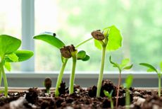 In early spring, germinating indoors can help boost a seed's chances of growing.