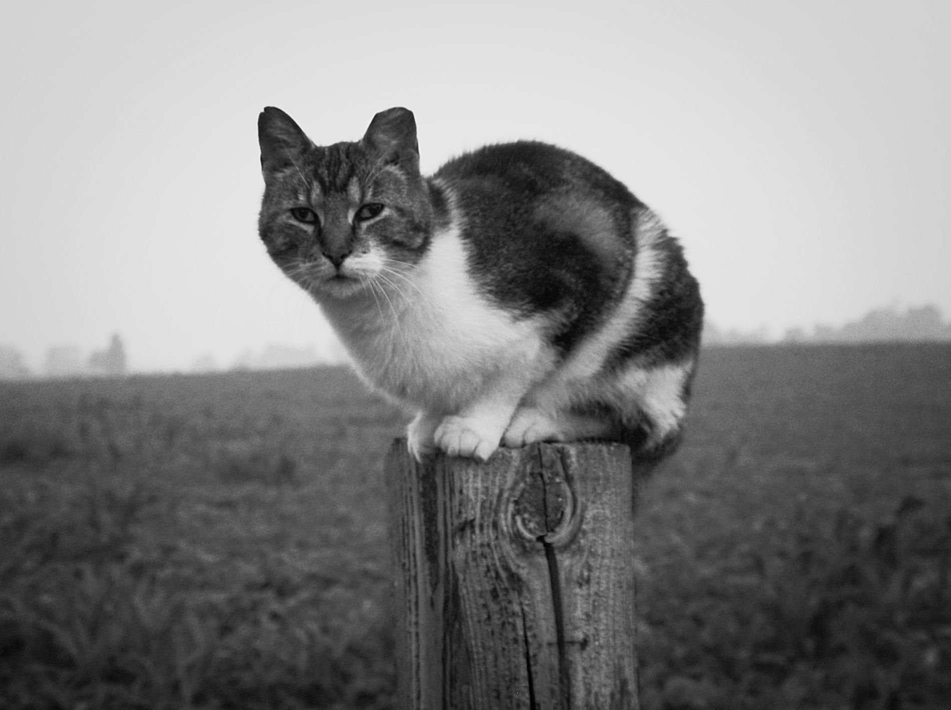 GuruShots - Monochrome Moments Jan 26