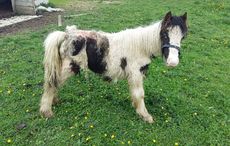 Buggy-as-he-was-found-May-2016-2.jpg