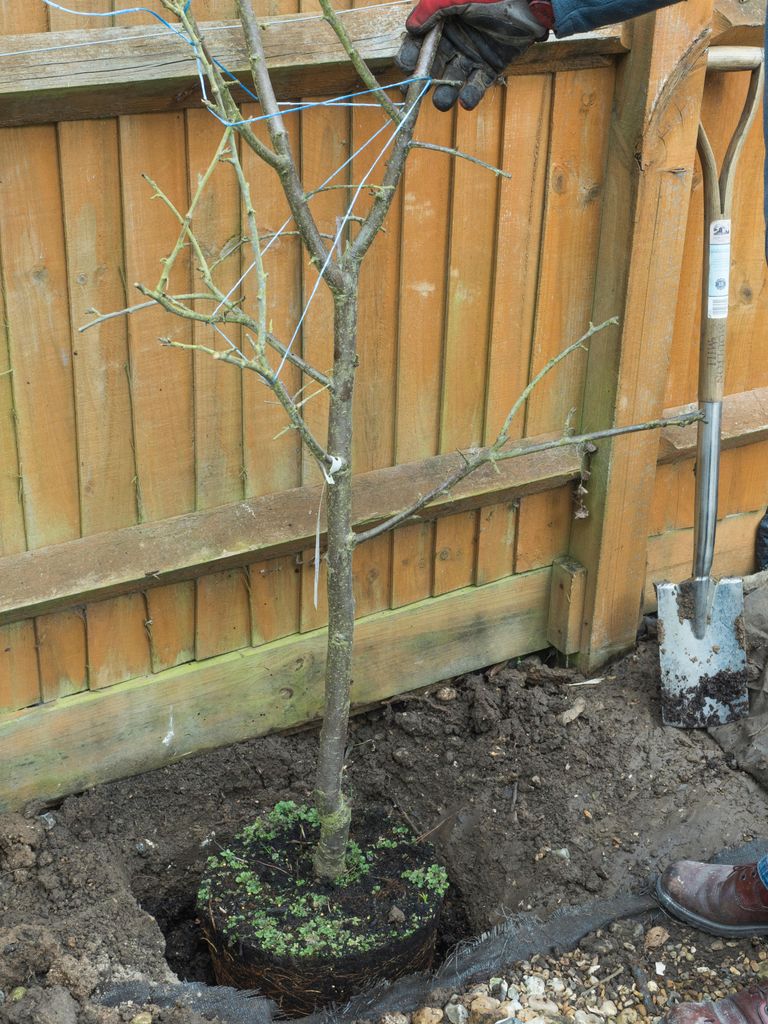 How to move a tree: top tips for replanting trees and shrubs | Gardeningetc