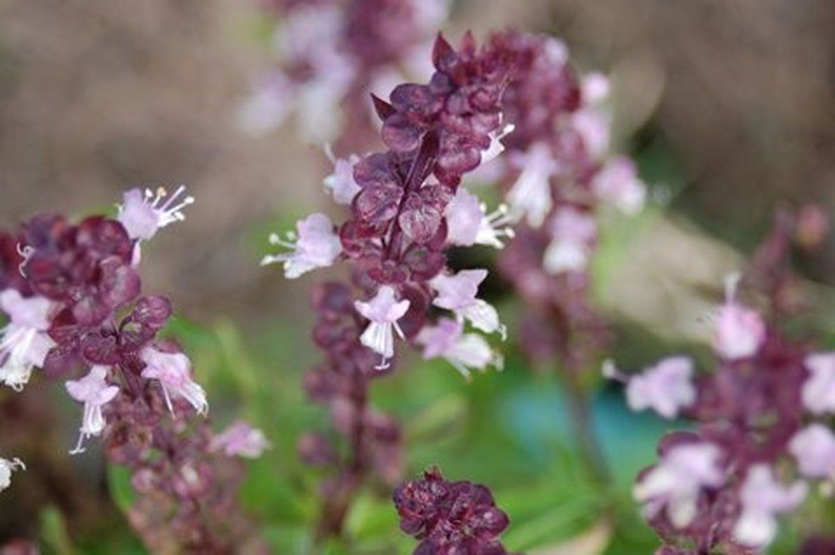 licorice basil