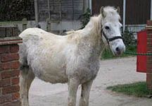 genie-redwings.JPG
