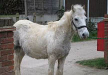 genie-redwings.JPG