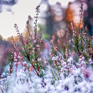 Frozen heather flowers in the winter snow. This image was taken in a forest close to Drammen city Norway.